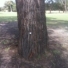 Men’s Golf