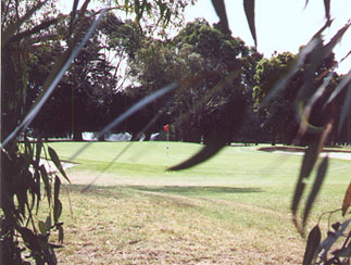 The 7th thru the trees